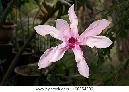 Pink Magnolia Flower Isolated on Background 1