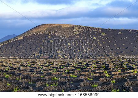Grape Plants Grow On Volcanic Soil In La Geria