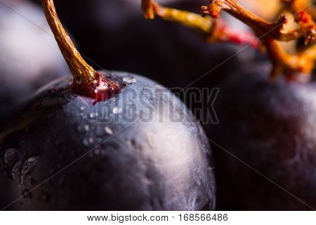 Red Wine Grapes