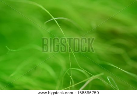 Abstract green background from fibers for texture and design