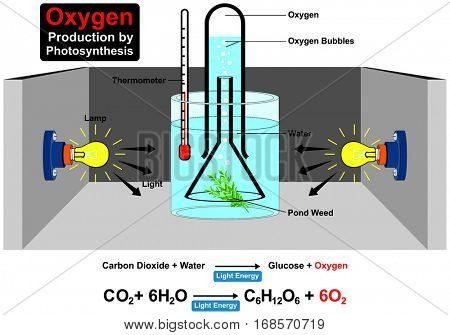 Oxygen Production by Photosynthesis Process Experiment  with chemical formula wit parts lamp water plant pond weed thermometer light bubble carbon dioxide for education science lab chemistry