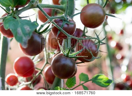 Tomatoes in the garden,Vegetable garden with plants of red tomatoes. Ripe tomatoes on a vine, growing on a garden. Red tomatoes growing on a branch.