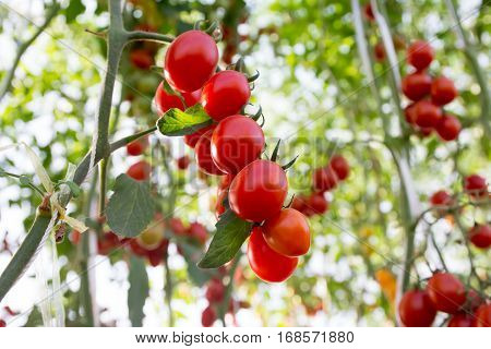 Tomatoes in the garden,Vegetable garden with plants of red tomatoes. Ripe tomatoes on a vine, growing on a garden. Red tomatoes growing on a branch.