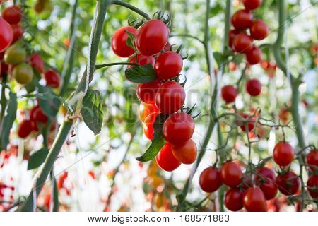 Tomatoes in the garden,Vegetable garden with plants of red tomatoes. Ripe tomatoes on a vine, growing on a garden. Red tomatoes growing on a branch.