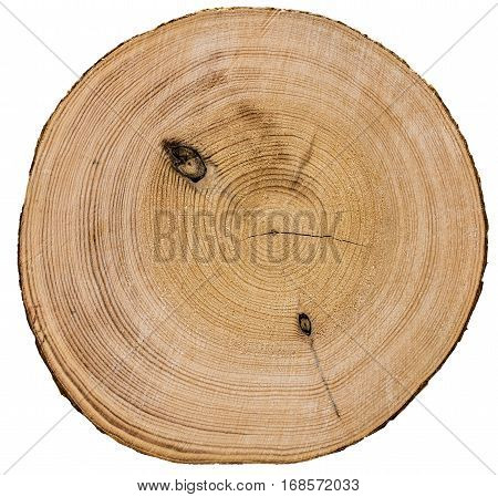 Cross section of tree trunk isolated on white background texture