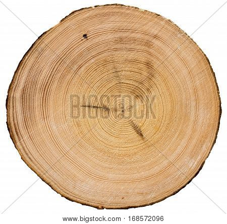 Cross section of tree trunk isolated on white background texture