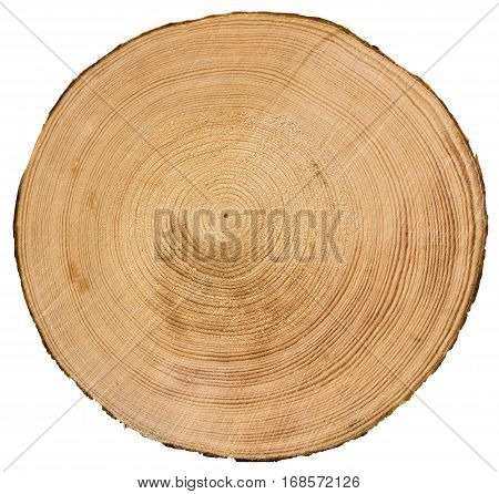 Cross section of tree trunk isolated on white background texture