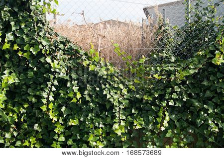 Vines in a metallic fence forming a circle with wheat of bottom
