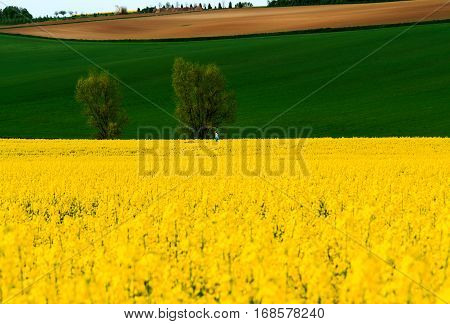 The Yellow and the Green. Hessian landscape with spring fields near Hanau in late afternoon