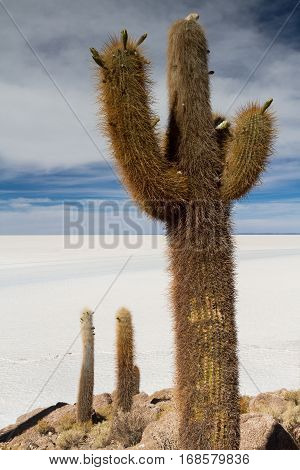 Huge catus at Isla Pia Pia Salar de Uyuni Altiplano Bolivia