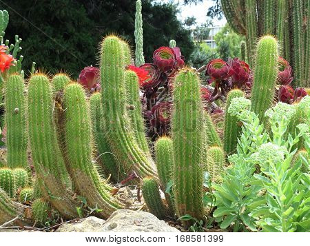 Red catcus desert flower blooming in cacti garden