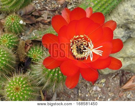 Red catcus desert flower blooming in cacti garden