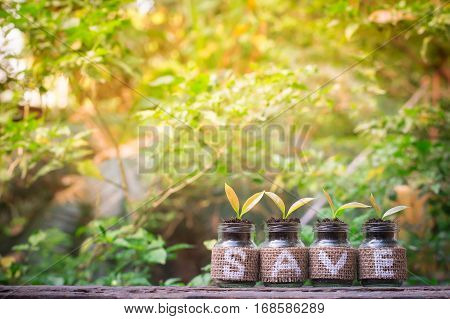 Young plants growing in the glass bottle on old wooden table for business investment growth or saving concept