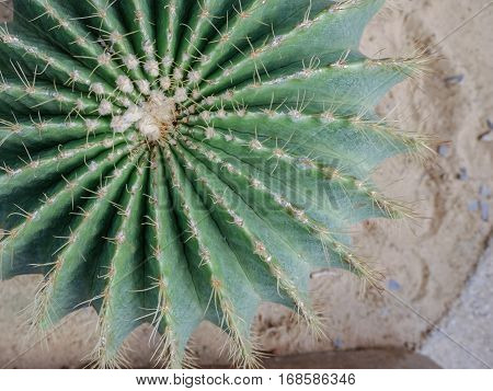 Close up Top view of Golden ball cactus Echinocactus grusonii