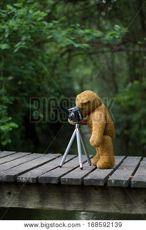 Photographer teddy bear - taking pictures with a retro camera and tripod