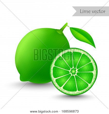 Lime vector isolated on white background. Half lime.