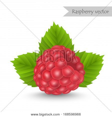 Raspberry with leafs vector isolated on white background.
