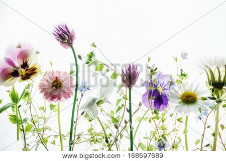 summer flowers