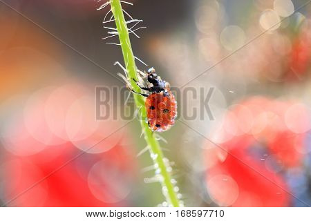 A small ladybug climbs the beanstalk on top of that for a moment leave