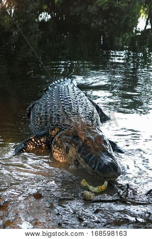 Caiman (caimaninae) At Madidi National Park, Bolivia