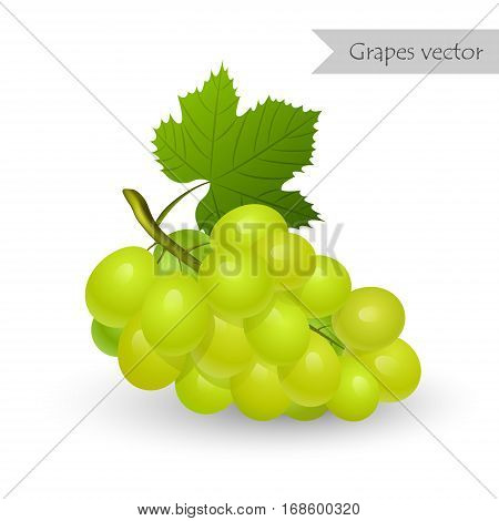 Green grapes vector isolated on white background.