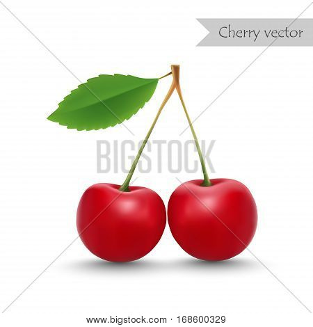 Cherry vector isolated on white background. Two cherries.