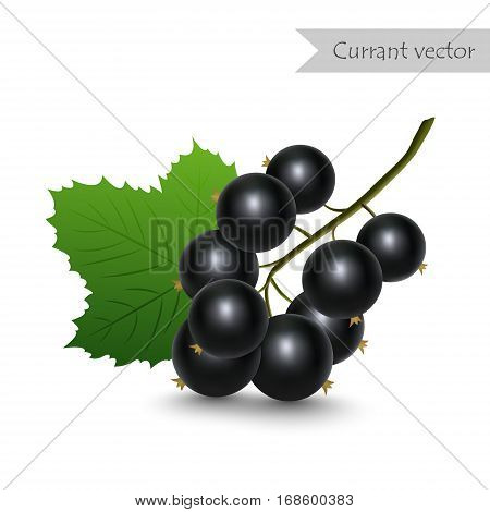 Black currant vector isolated on white background.