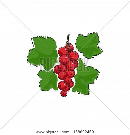 Berry Redcurrant Isolated on White Background, Fruit Redcurrant