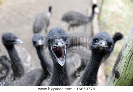 Emu Farm