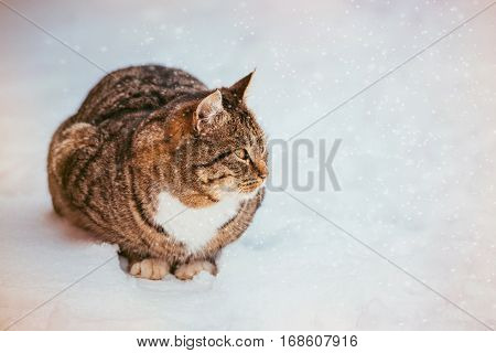 Close-up of a beautiful fluffy ginger cat with white breast on fresh snow on a sunny winter day. Beautiful tabby cat walking down the snowy street in winter. Tabby cat walking in snow.