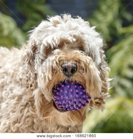 Shaggy cockapoo or spoodle dog with ball.  Mix of poodle and cocker.  Portrait with blurred background.