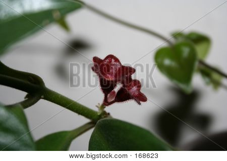 Lille plante blomster