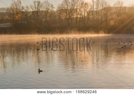 Small pond in hot yellow diffuse morning light
