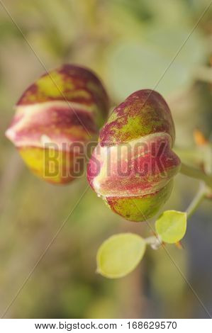 Capparis spinosa best known for the edible flower buds (capers)