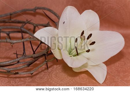 Crown of Thorns and Easter white Lily on Beige background