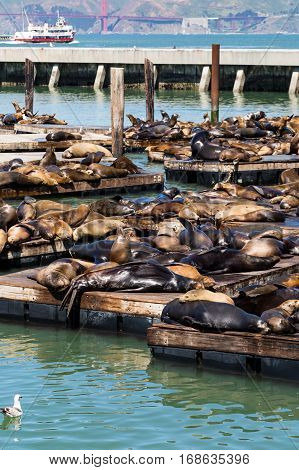 Seals and Sea Lions basking in sun in San Francisco