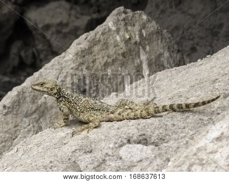 Small inconspicuous lizard sitting on a stone