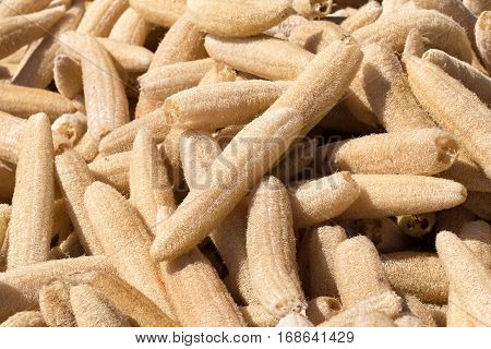 Dry Luffa Cylindrica healthy organic natural background