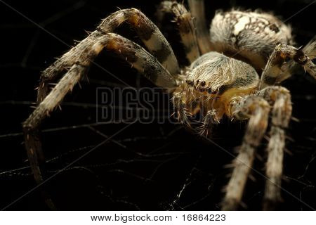 Epeira diadema