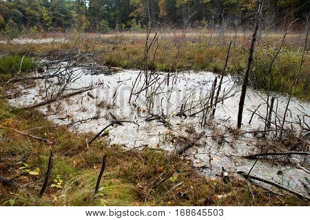 Forest next to the Walden Pond in Massachusetts in autumn