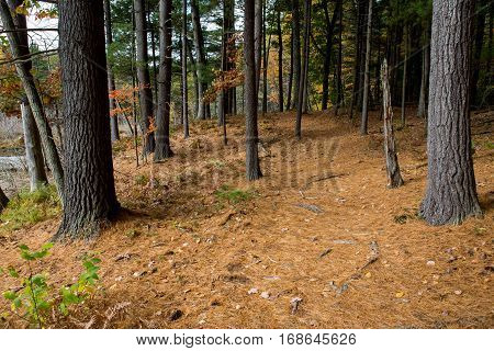 Forest next to the Walden Pond in Massachusetts in autumn