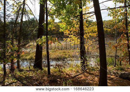 Forest next to the Walden Pond in Massachusetts in autumn