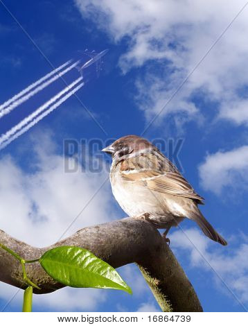 Sparrow och flygplan