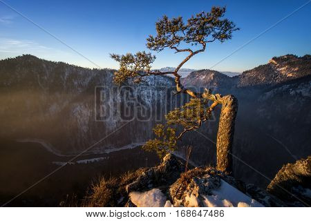 Kinga tree in Pieniny mountains in sunrise light Poland