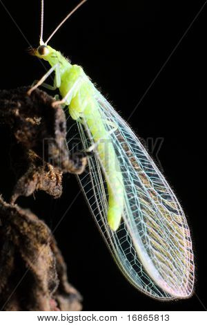 Lacewing Fly Chrysopa carnea - Chrysopidae - Europe