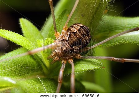 Papà-longlegs - Opilio Parietinus - closeup