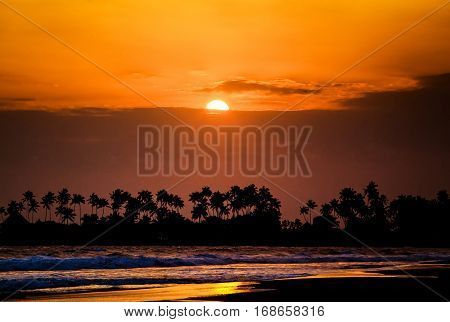 beautiful sunset over the coconut plams on Sri Lanka beach