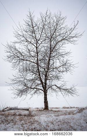 Snow Landscape In A Bazaleti Lake In Winter