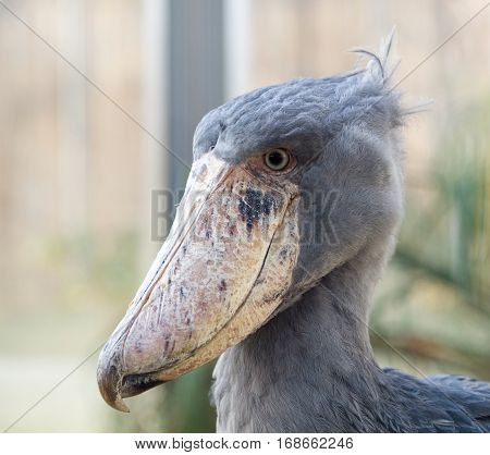 Rare african whale-headed stork - Balaeniceps rex