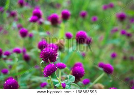 Closeup of some pink Gomphrena globosa flowers.